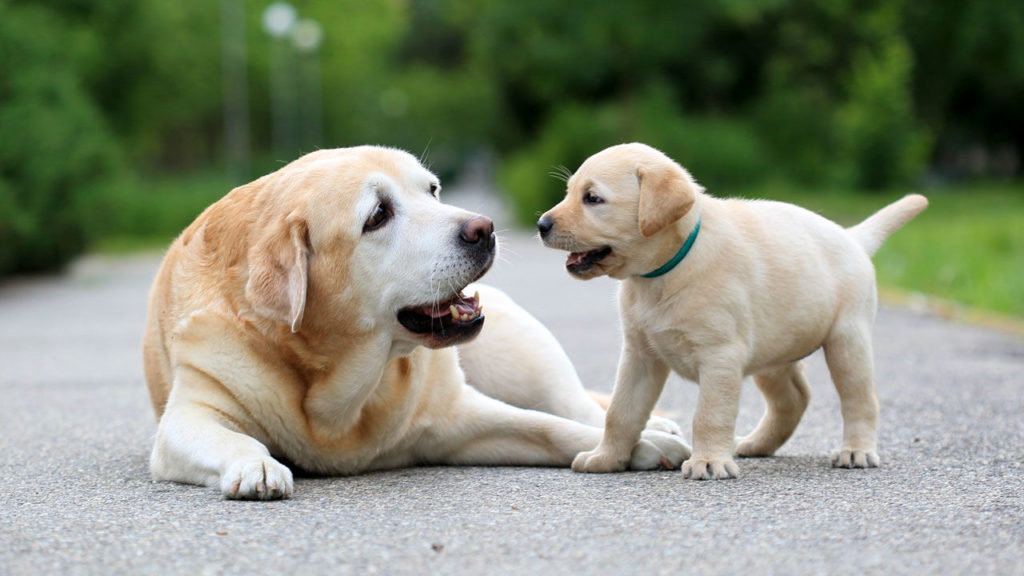 Two dogs playing